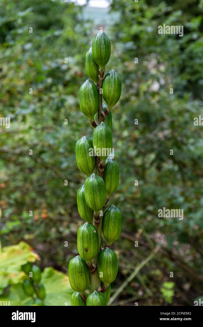 Früchte von Cardiocrinum cordatum Stockfoto