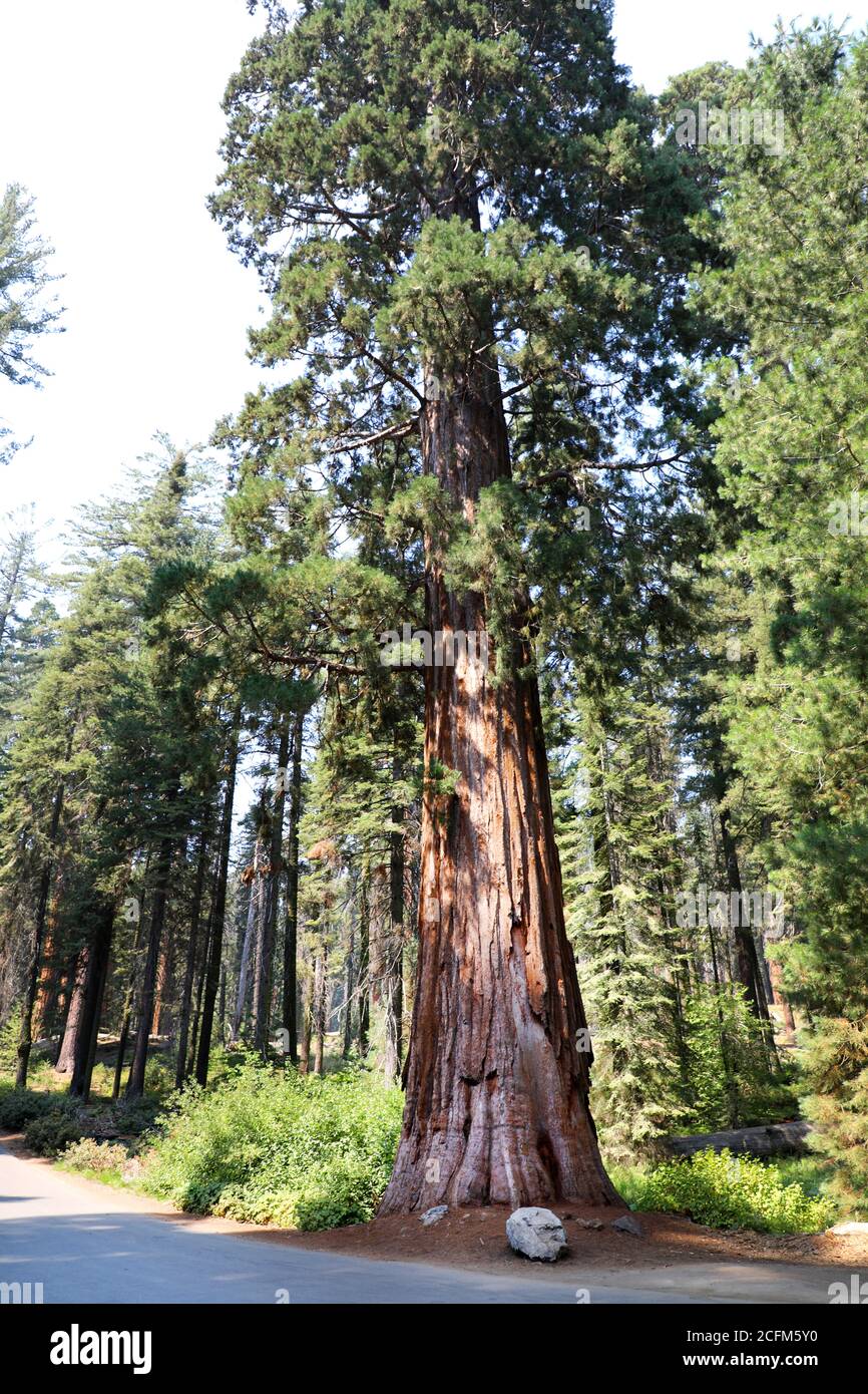 Riesige Bäume im Sequoia National Park, Sierra Nevada, Kalifornien, USA Stockfoto