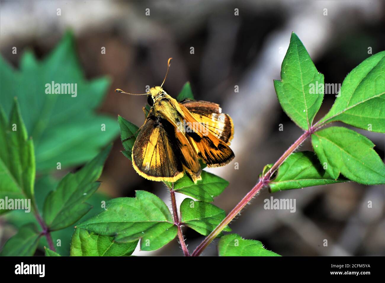 Wirlabout oder Grasskipper Schmetterling. Stockfoto
