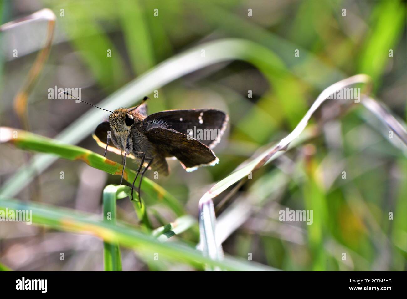 Langschwanz-Schiffer-Schmetterling starrt nach rechts. Stockfoto