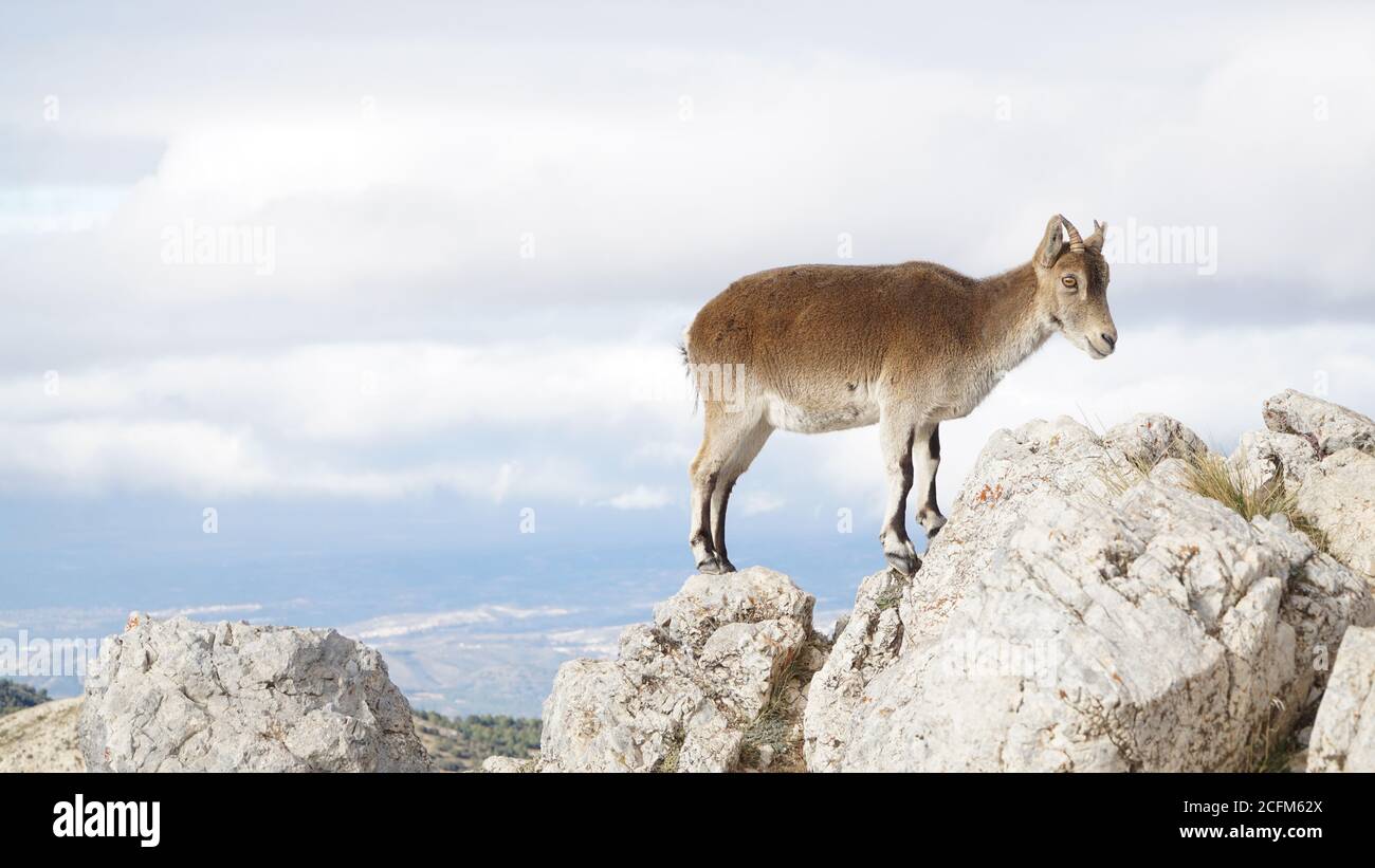 Gipfelwanderung auf dem Cerro del Trevenque in der Sierra Nevada in Andalusien, Spanien. Stockfoto