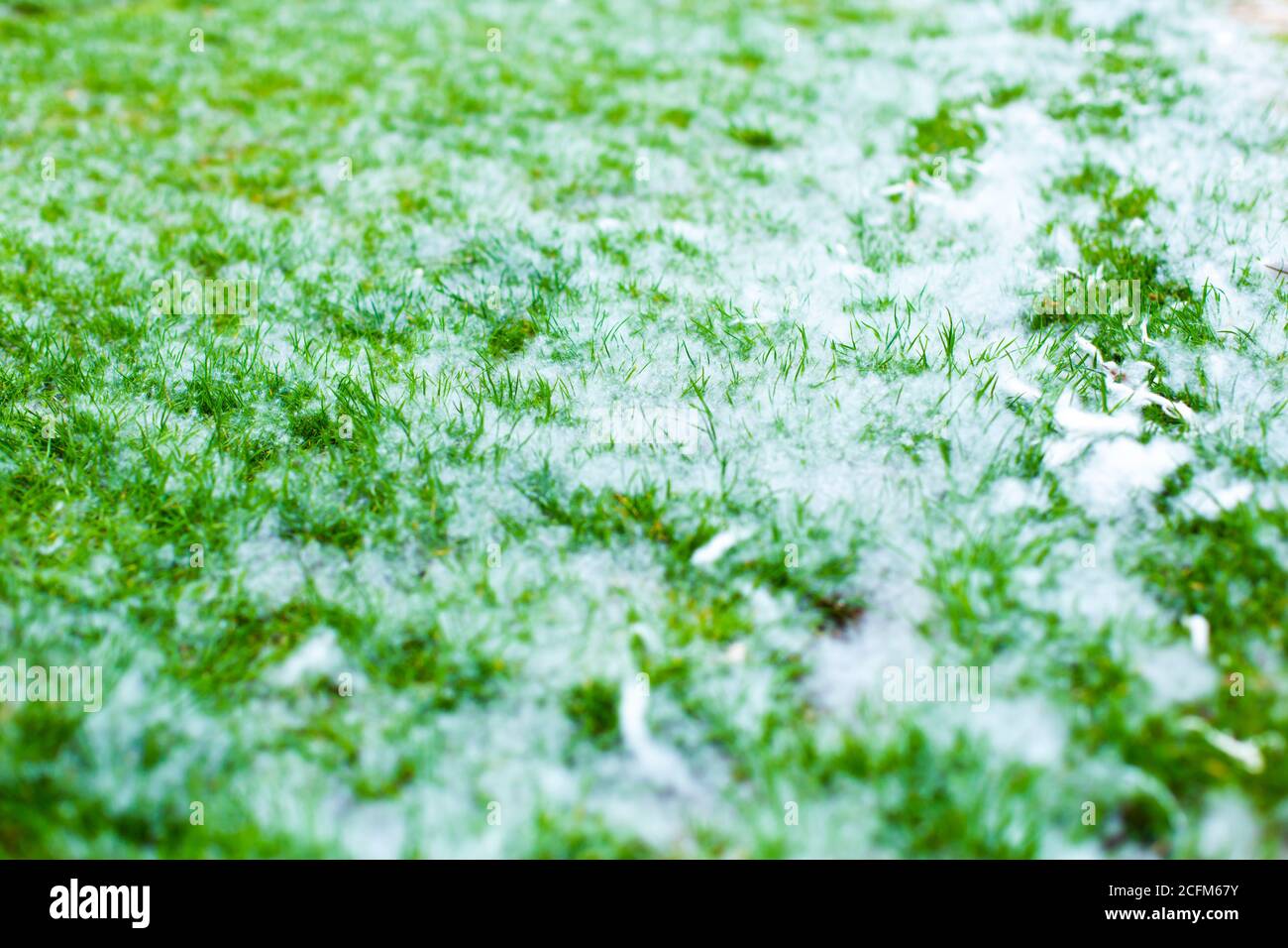 Pappel Flusen auf einem grünen Rasen. Allergie. Stockfoto
