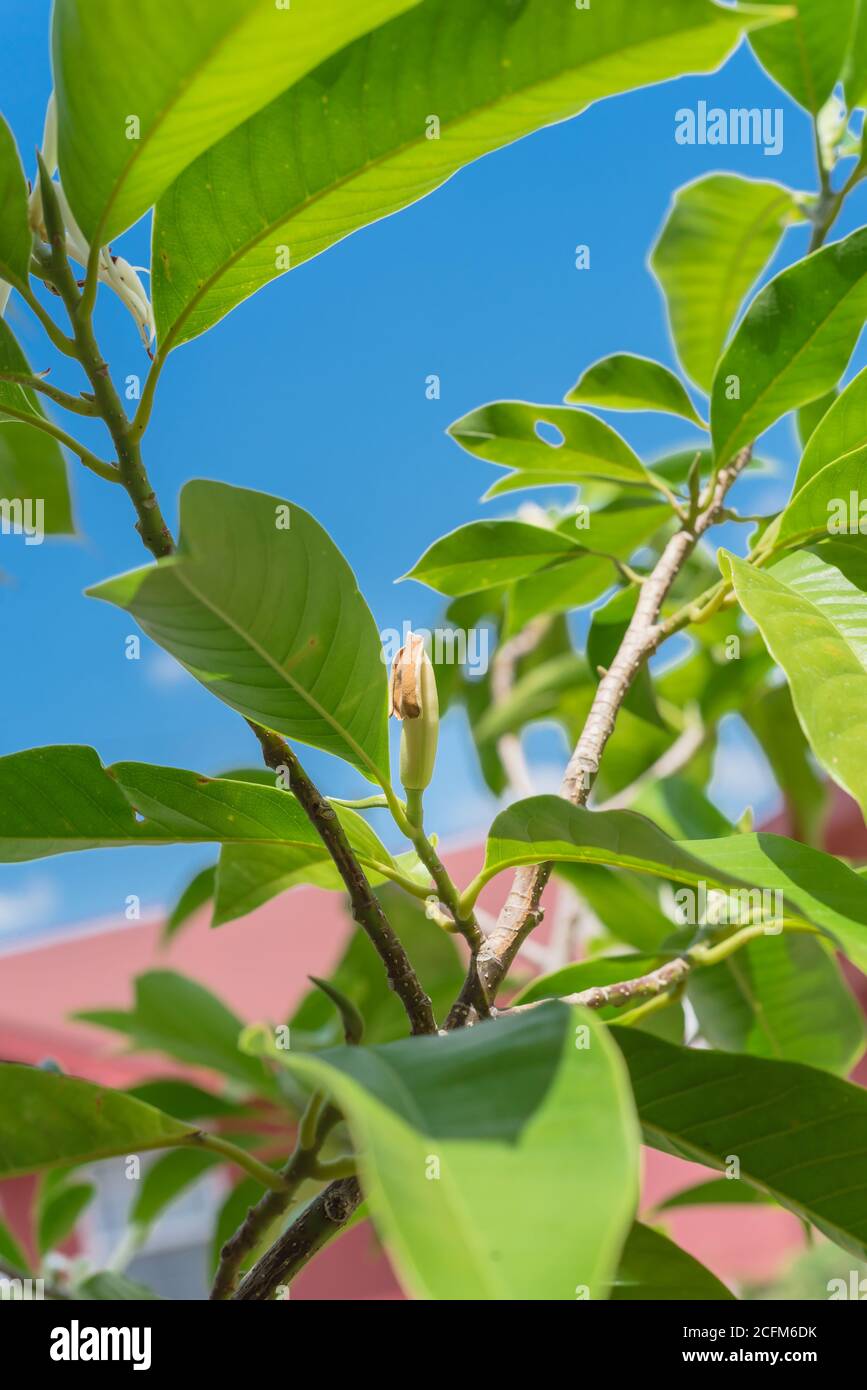 Blick auf Cananga odorata Ylang-Ylang Blume Knospe oder Tropischer Parfümbaum Stockfoto