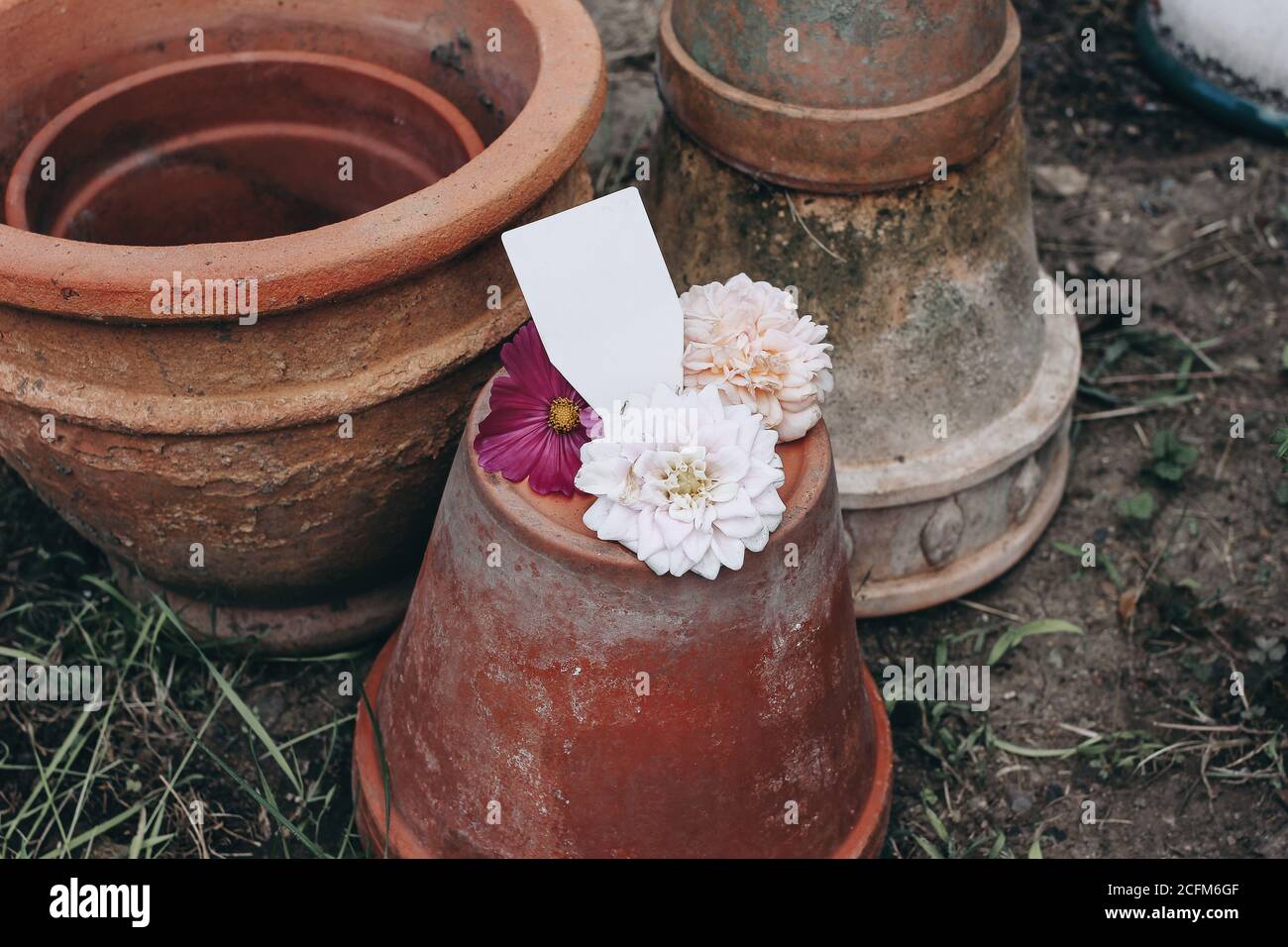 Sammlung von alten leeren Tonblumentöpfen. Blank Tag, Label Mockup mit Dahlia, Kosmos und Rose Flowers.Moody Gartenarbeit Lifestyle-Szene. Schmutzig und Stockfoto