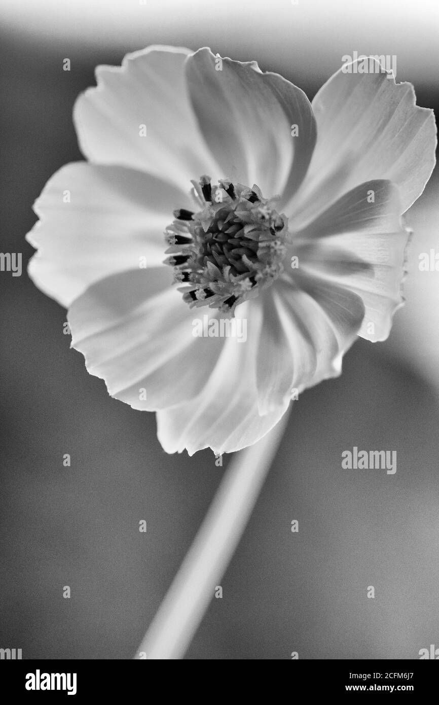 Diese Wildblume wird von der Sonne hinterleuchtet und scheint hell zu leuchten Stockfoto