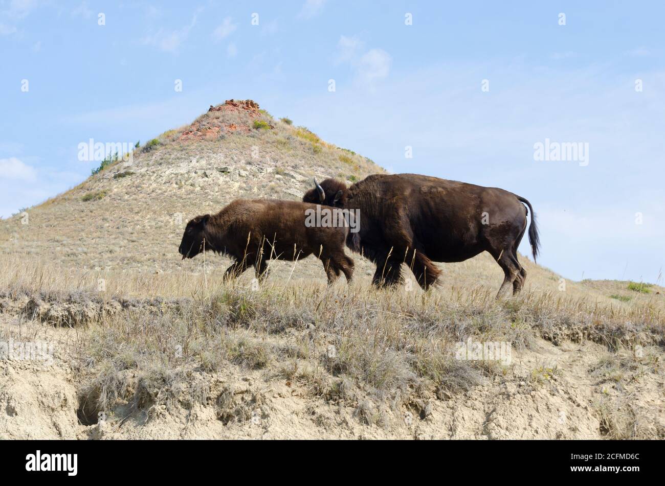 Roosevelt National Park, North Dakota, USA (North Unit) Stockfoto