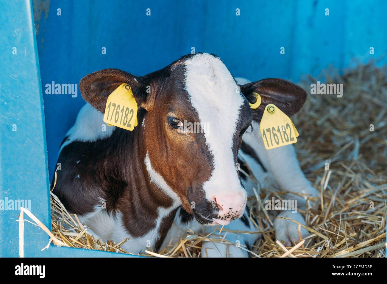 Junge süße Holstein Kalb in modernen Kunststoff Kalb-Haus auf Diary Farm. Stockfoto