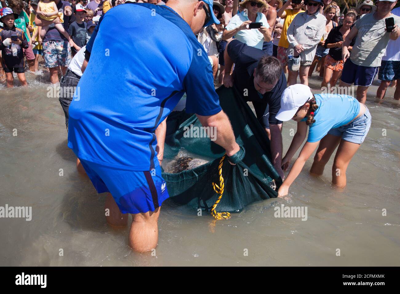 Rehabilitierte Green Sea Turtle (Chelonia mydas), die vom Cairns Turtle Rehabilitation Centre zurück ins Meer entlassen wurde. September 2020. 6 Km Von Bea Stockfoto