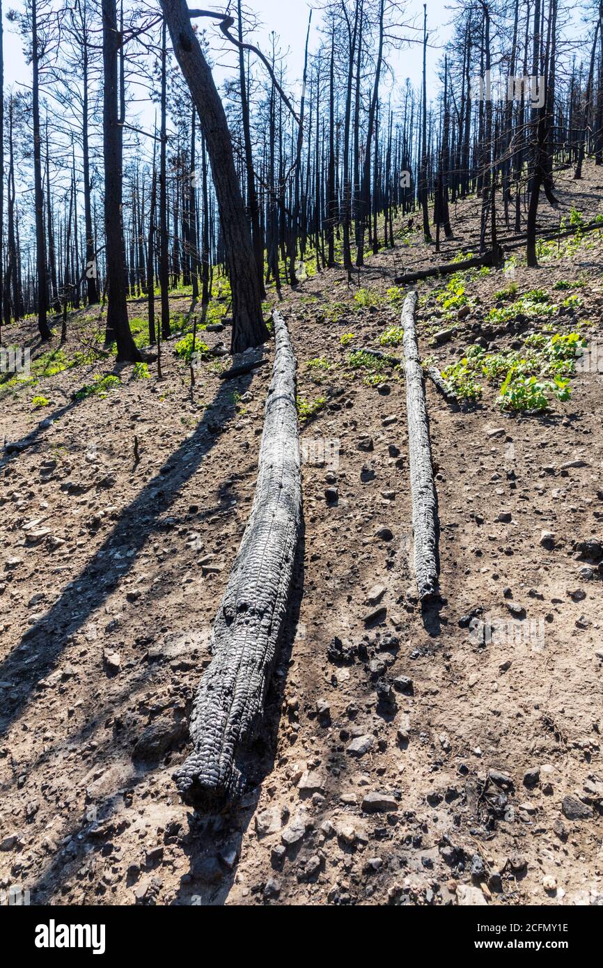 Regeneration von Bäumen und Pflanzen, die in Waldbrand verbrannt; Rocky Mountains, Central Colorado, USA Stockfoto