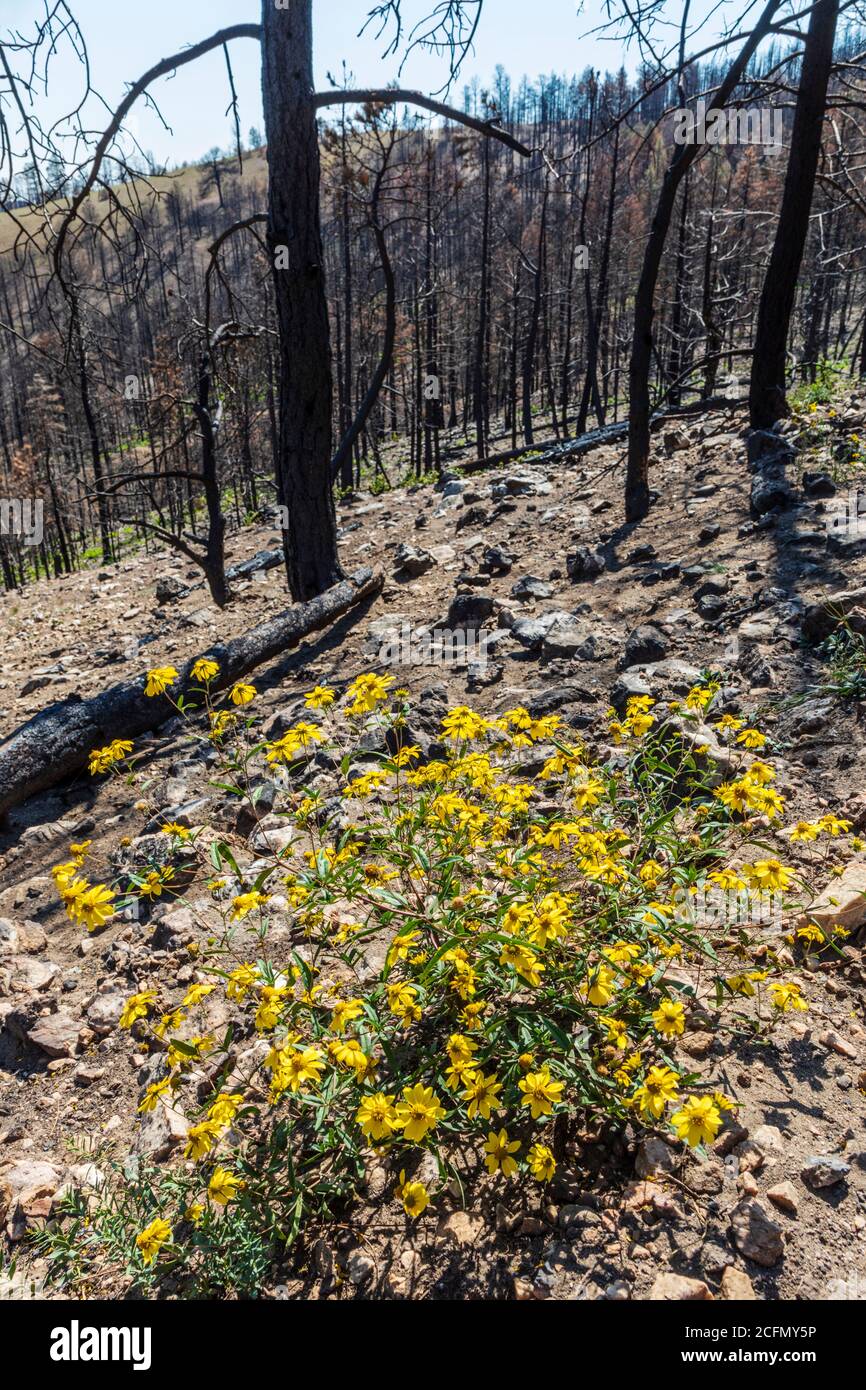 Senecio wootonii; Wootons Ragwort; Asteraceae; Sonnenblumenwildblumen, die am Standort von Decker Forest Fire wachsen; Rocky Mountains, Central Colorado, USA Stockfoto