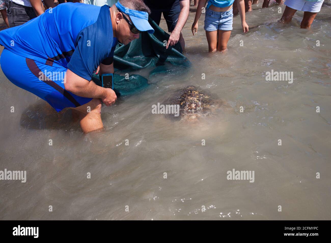 Rehabilitierte Green Sea Turtle (Chelonia mydas), die vom Cairns Turtle Rehabilitation Centre zurück ins Meer entlassen wurde. September 2020. 6 Km Von Bea Stockfoto