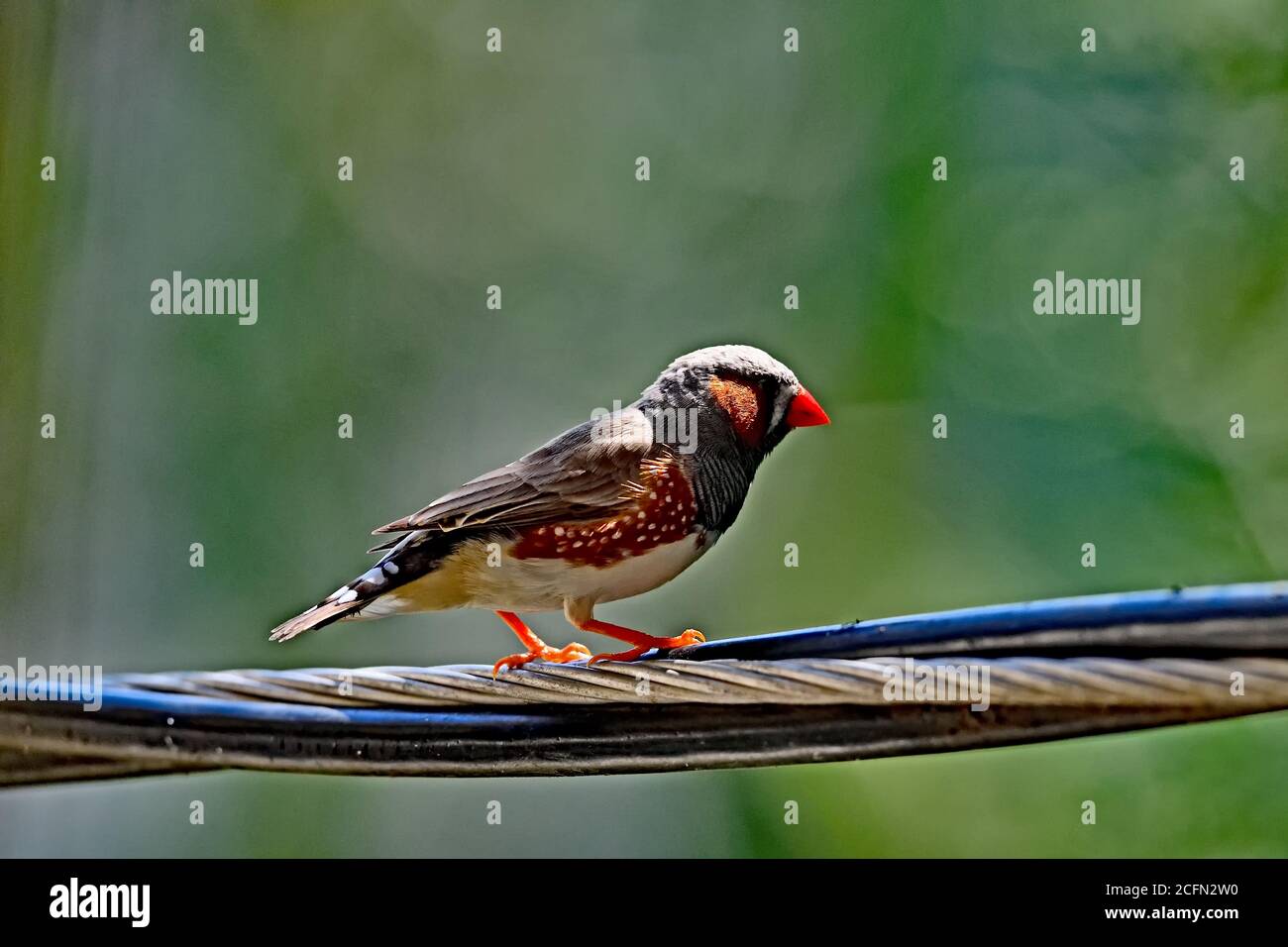 Zebrafinch fotografiert in der Wildnis Stockfoto