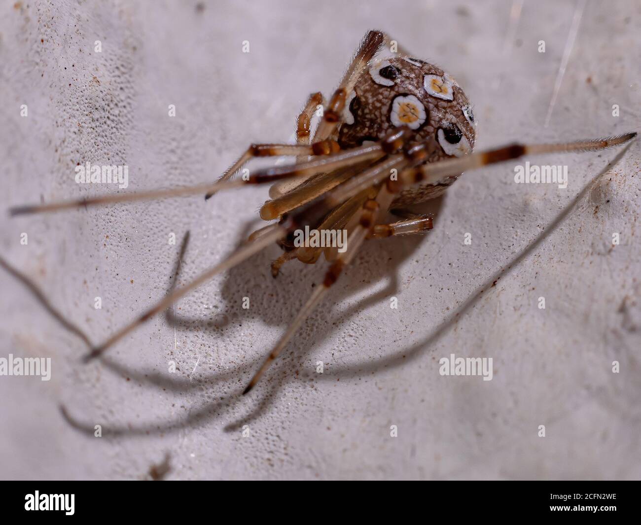 Braune Witwe der Art Latrodectus geometricus Stockfoto