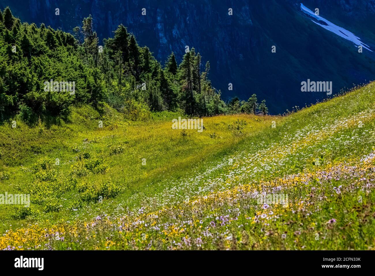 Subalpine Wiese entlang Sahale Arm Trail, North Cascades National Park, Washington State, USA Stockfoto