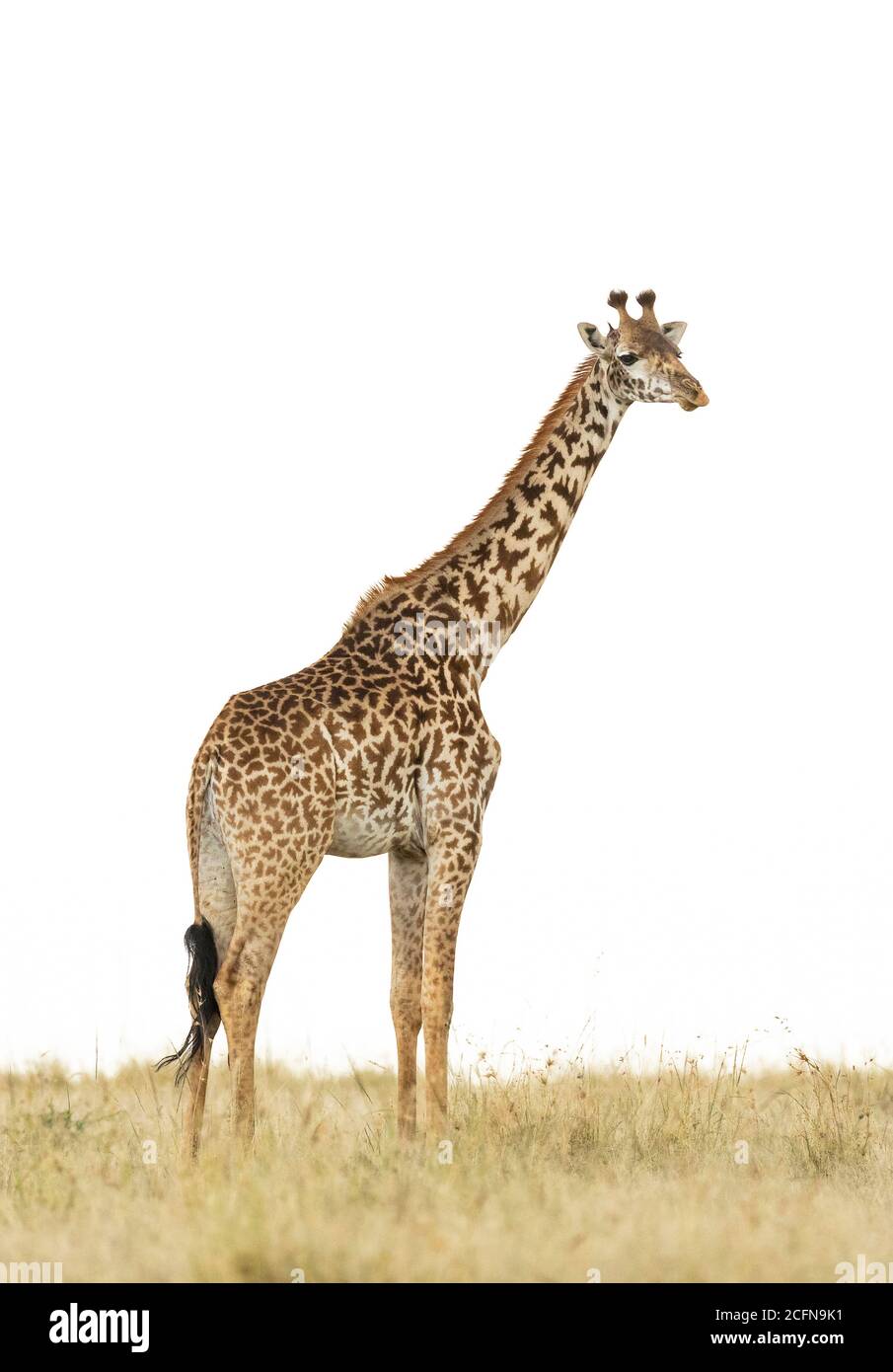 Vertikales Porträt einer erwachsenen Giraffe isoliert auf weiß in Masai Mara in Kenia Stockfoto