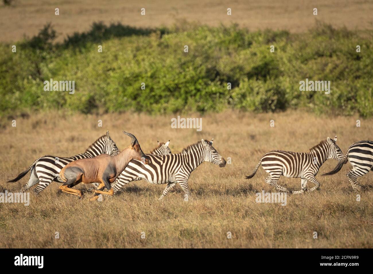 Herde Zebras und ein Topi galoppieren in Masai Mara In Kenia Stockfoto