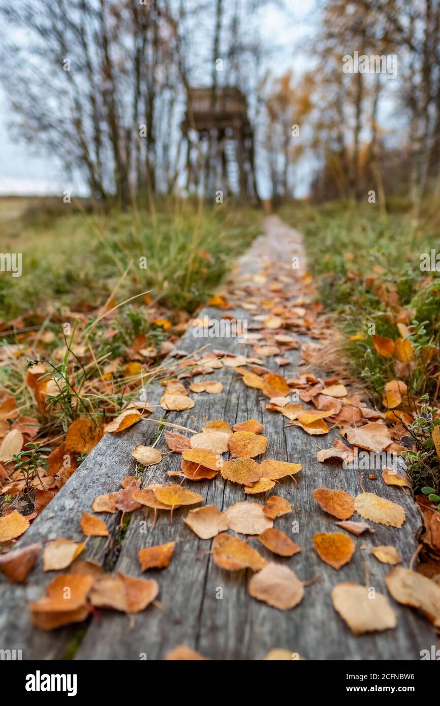 Herbstgelbe Blätter auf Holzhintergrund aus nächster Nähe Stockfoto