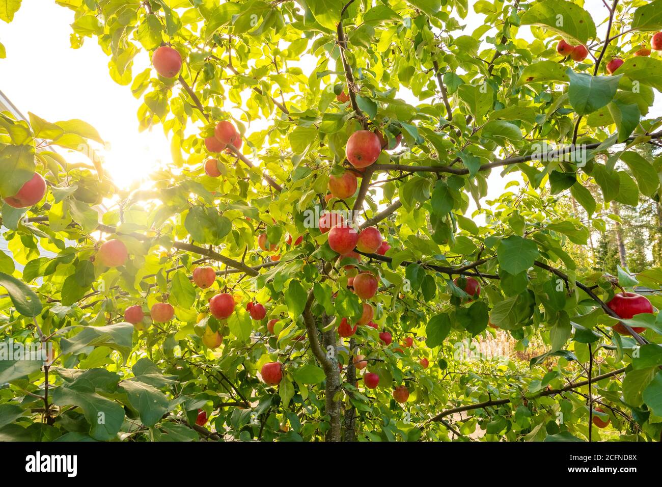 Rote Äpfel am apfelbaum Stockfoto