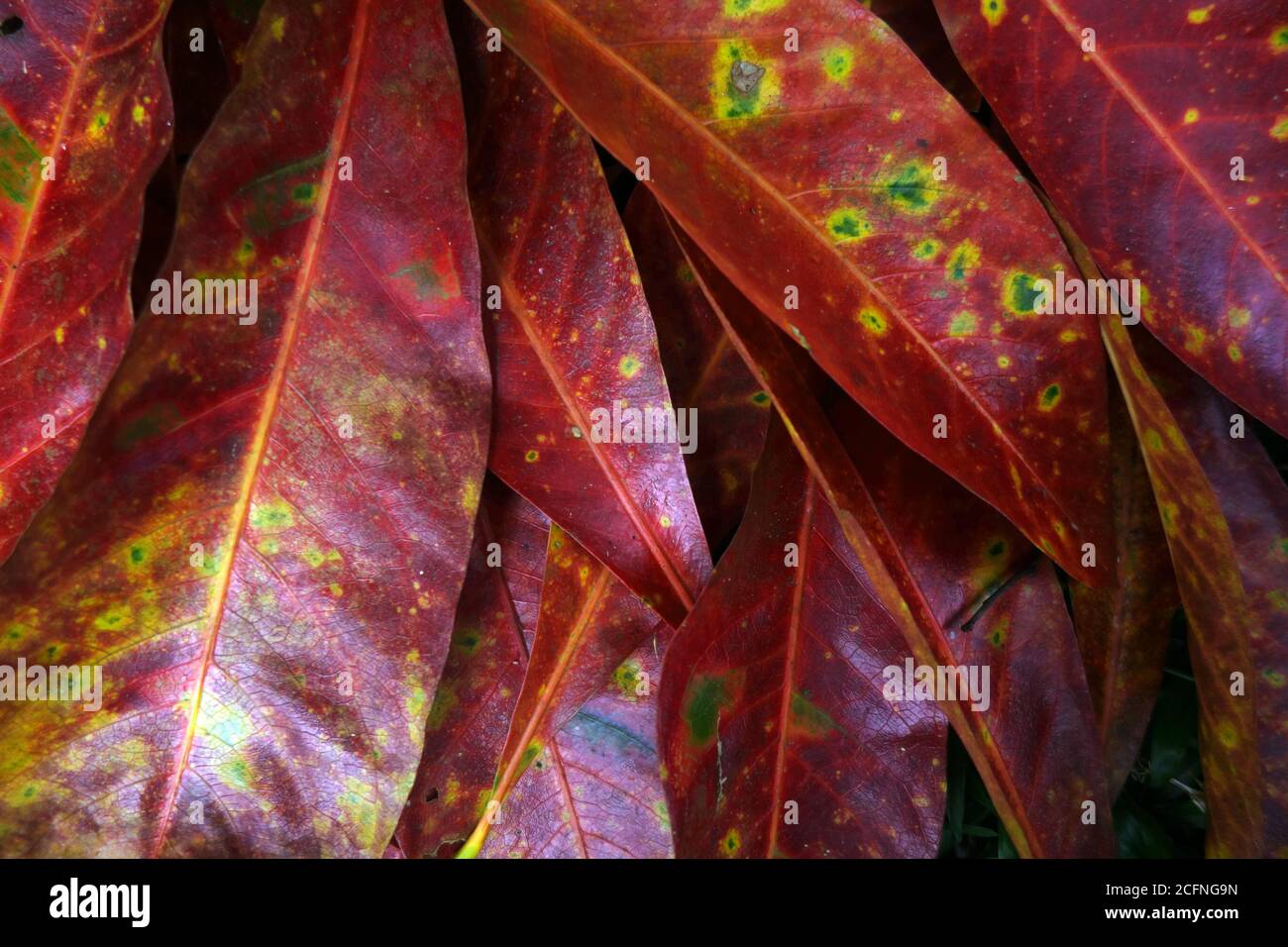 Bunte Regenwaldbaumblätter, Wooroonooran National Park, Queensland, Australien Stockfoto