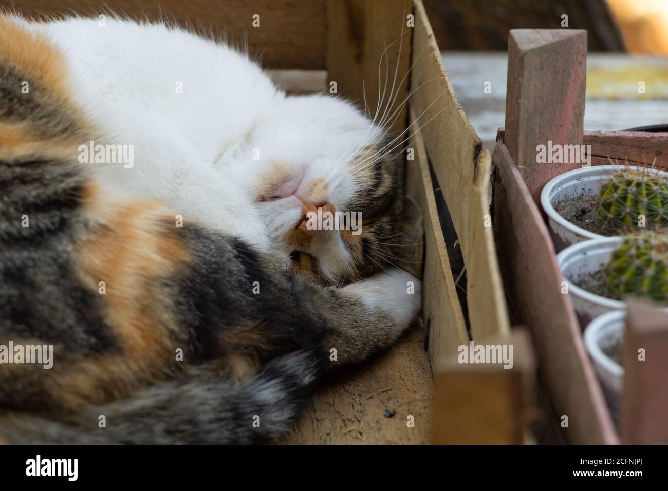 Lustige Katze schlafen. Portret von schönen dreifarbigen Katze Stockfoto