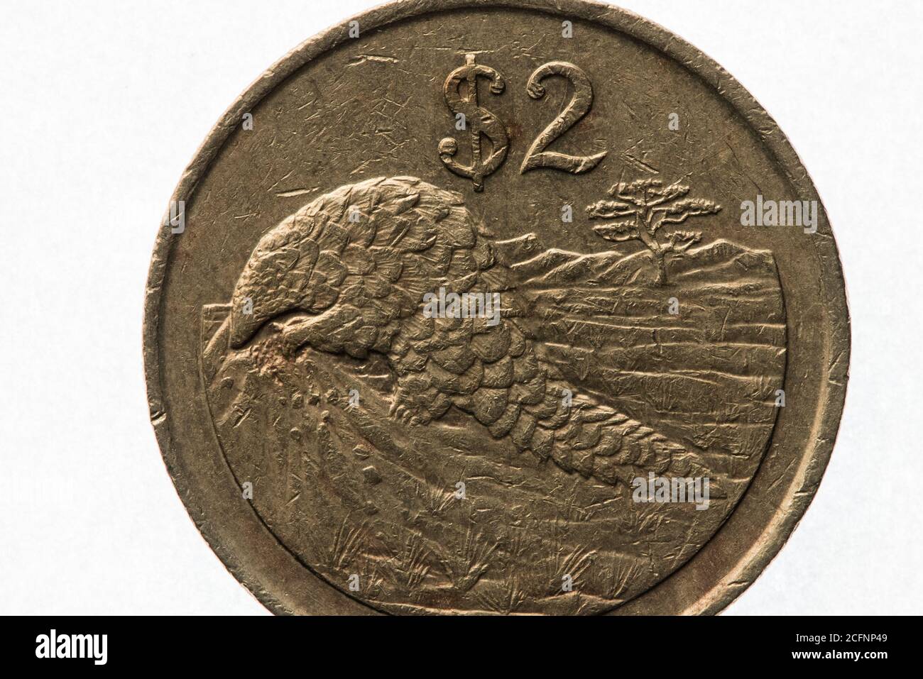Ein afrikanisches Pangolin, ein gefährdetes Tier, auf der 2-Dollar-Münze von Simbabwe. Stockfoto