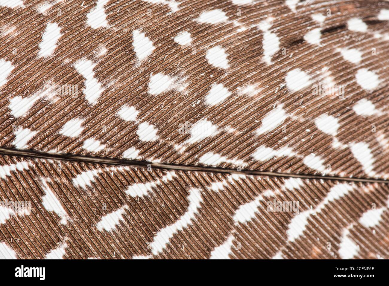 Ein hochauflösendes Makro einer Vogelfeder, speziell das eines großen Argus-Fasans, das die Anatomie der Feder im Detail zeigt. Stockfoto