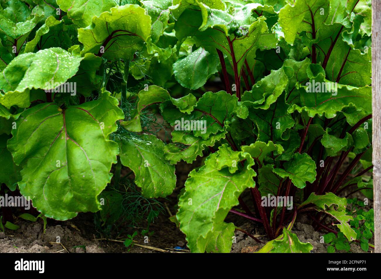 Frische, grüne Rübenblätter auf dem Bett im Dorf. Stockfoto