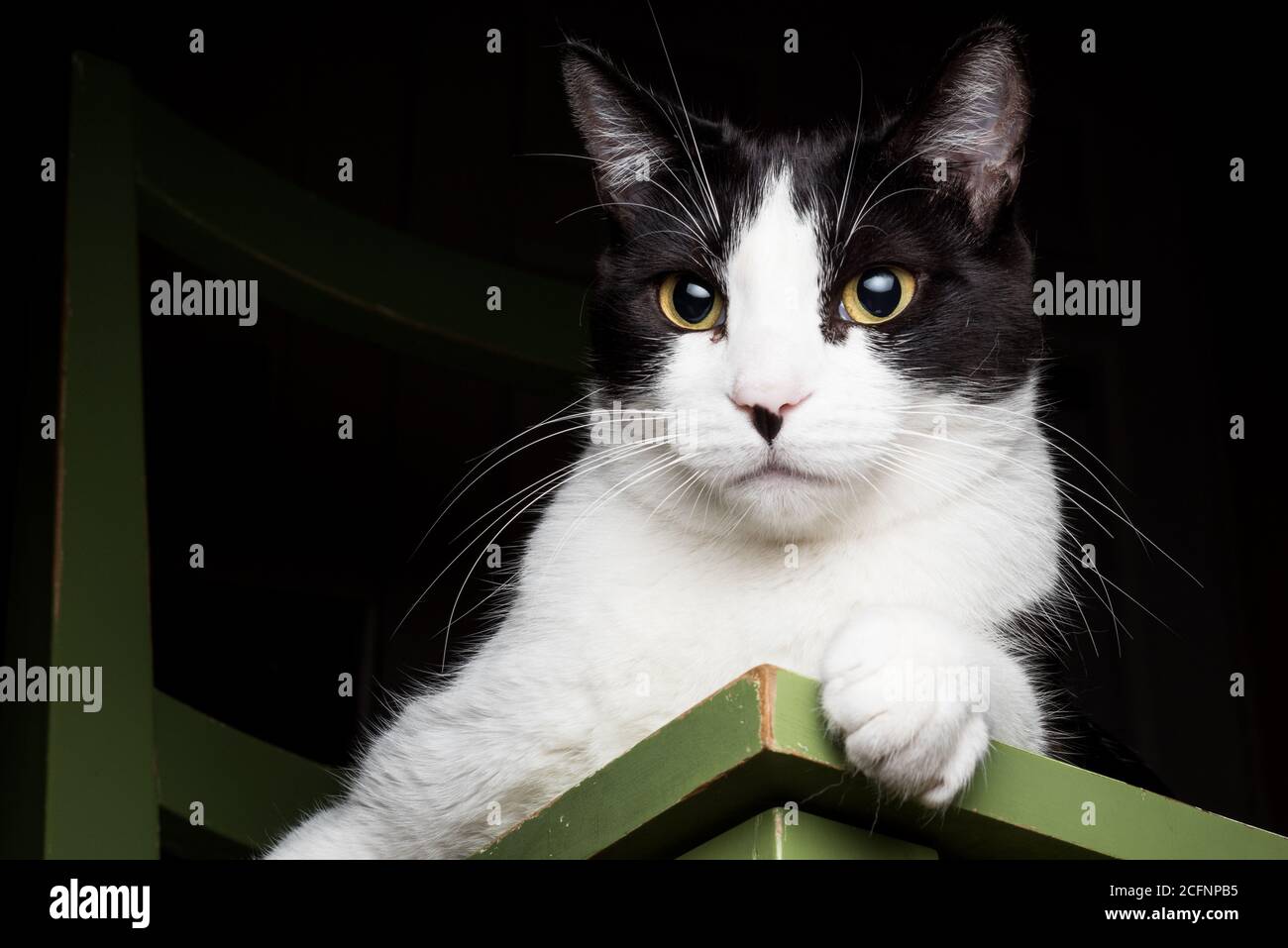 Ein Porträt einer schwarz-weißen Katze, die sich drinnen auf einem Stuhl entspannt. Stockfoto