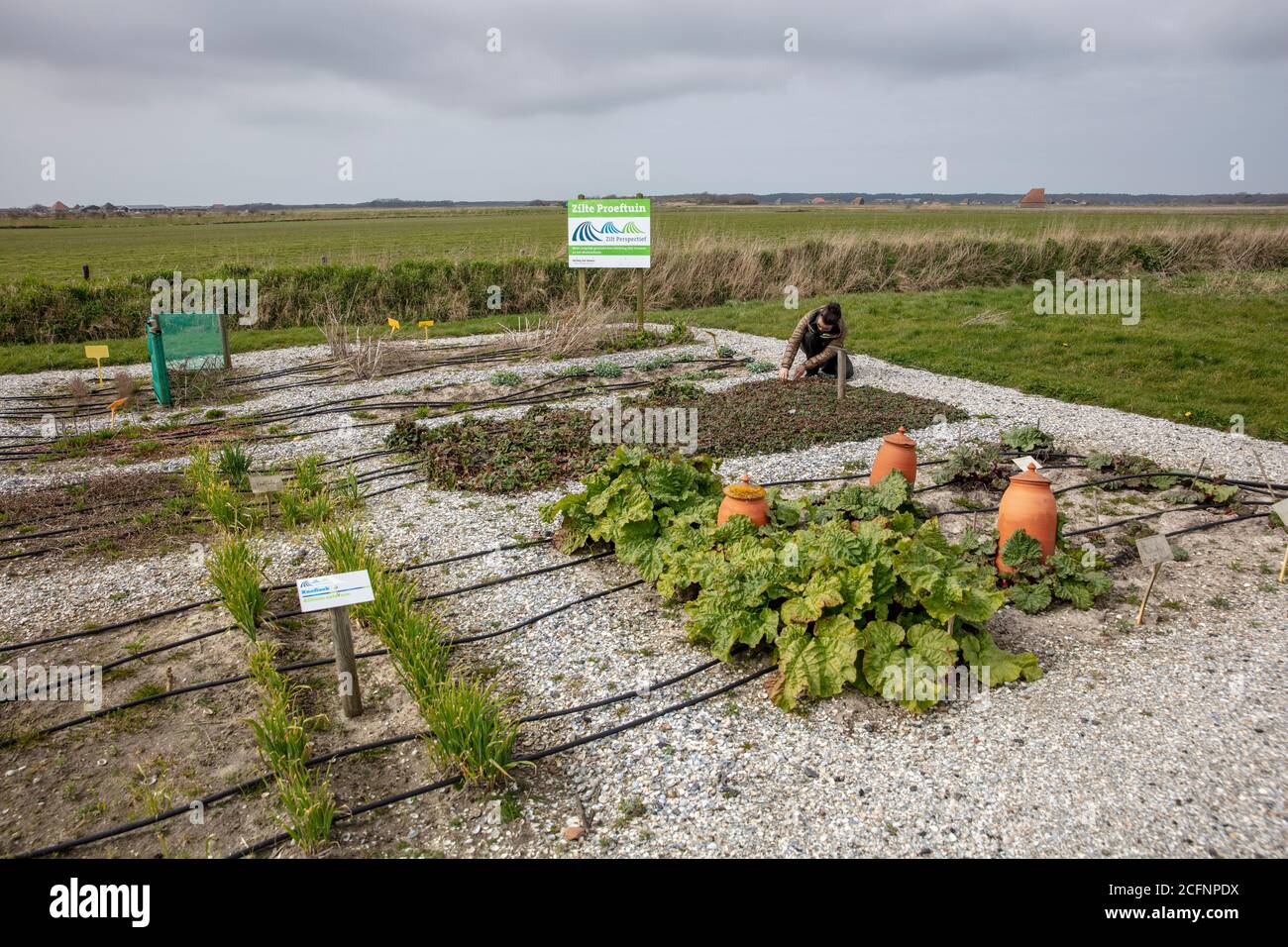 Niederlande, Texel Insel, Den Hoorn, Salinenzucht. www.saline-farming.com. Experimenteller Garten. Stockfoto