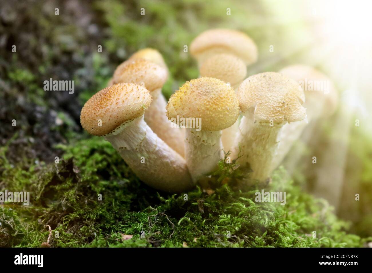 Honigpilz (Armillaria mellea) wächst auf alten gefällten Birken. Eine Gruppe von essbaren Stumpf Pilz. Makro Stockfoto