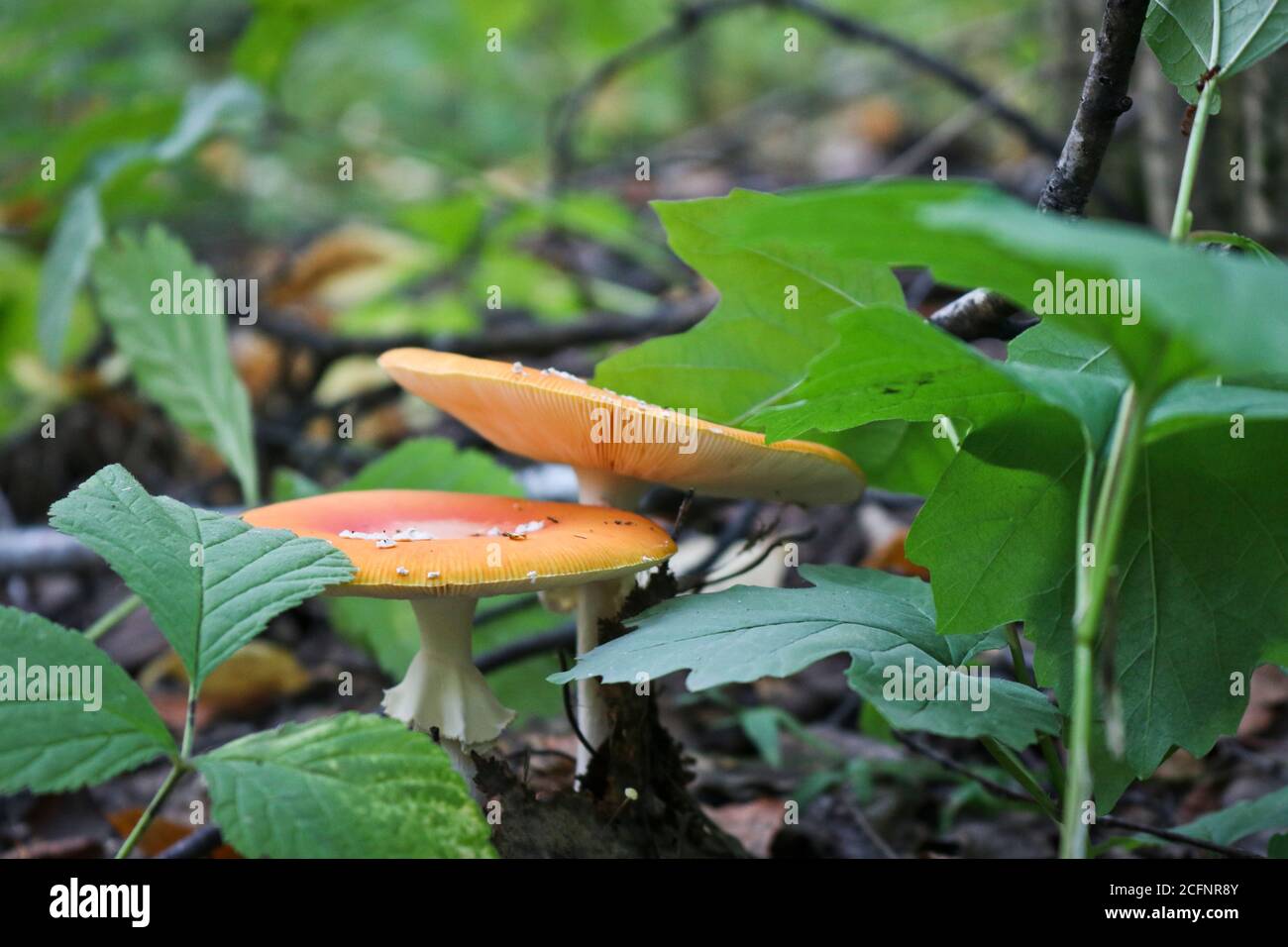 Fliege agaric oder Fliege amanita (Amanita muscaria) giftiger psychoaktiver Pilz. Im Herbstwald wächst ein Toadstool mit rotem Hut. Stockfoto