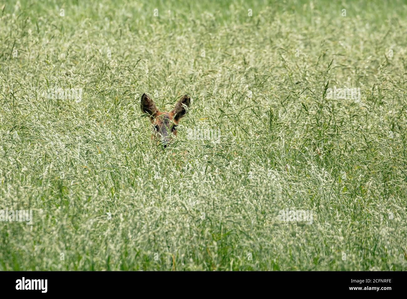 Niederlande, 's-Graveland, Landgut Spanderswoud. Rehe, Weibchen im Grasland. Stockfoto
