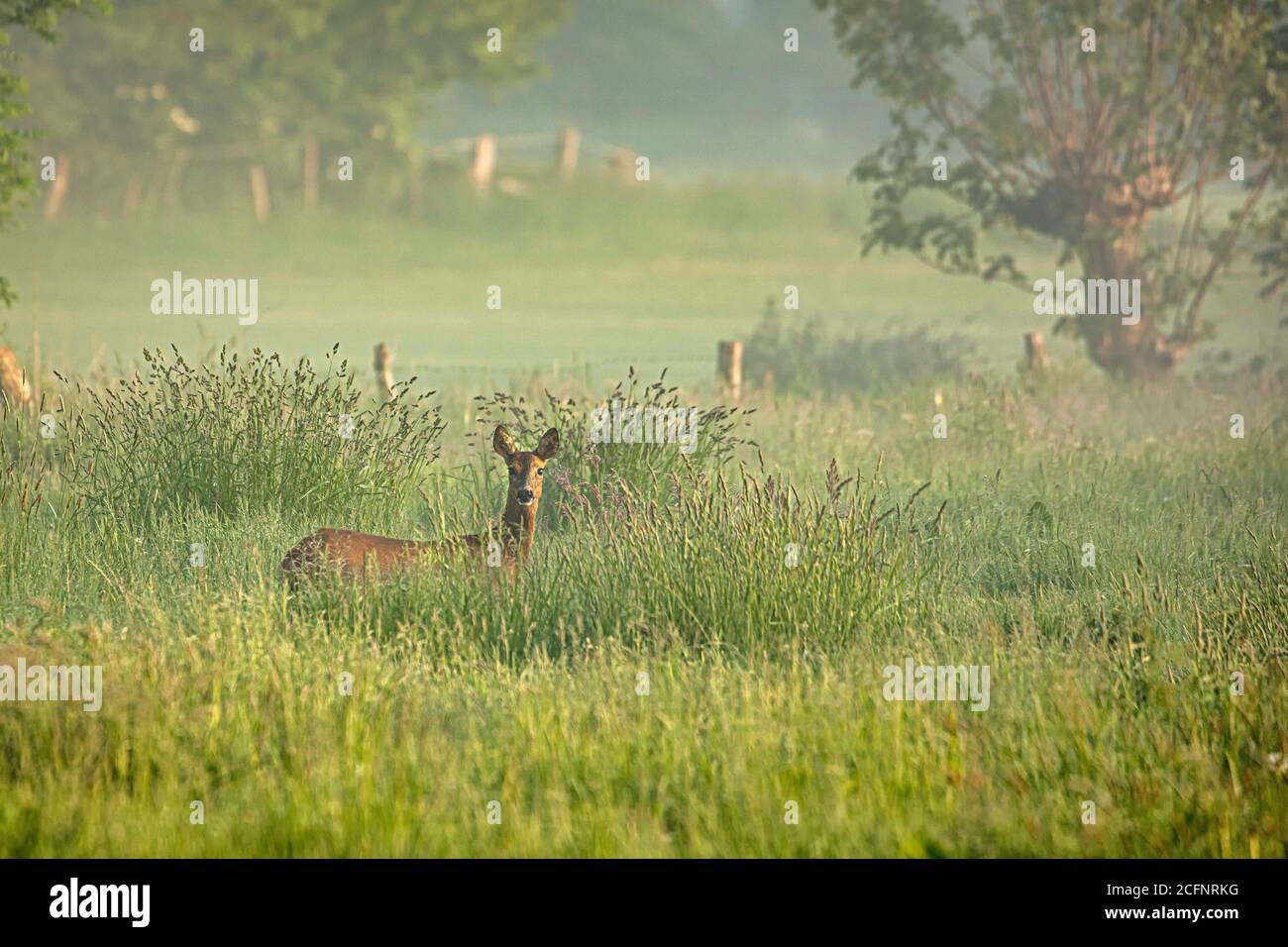 Niederlande, 's-Graveland, Landgut Spanderswoud. Rehe, Rehe, Weibchen, bei Sonnenaufgang. Stockfoto