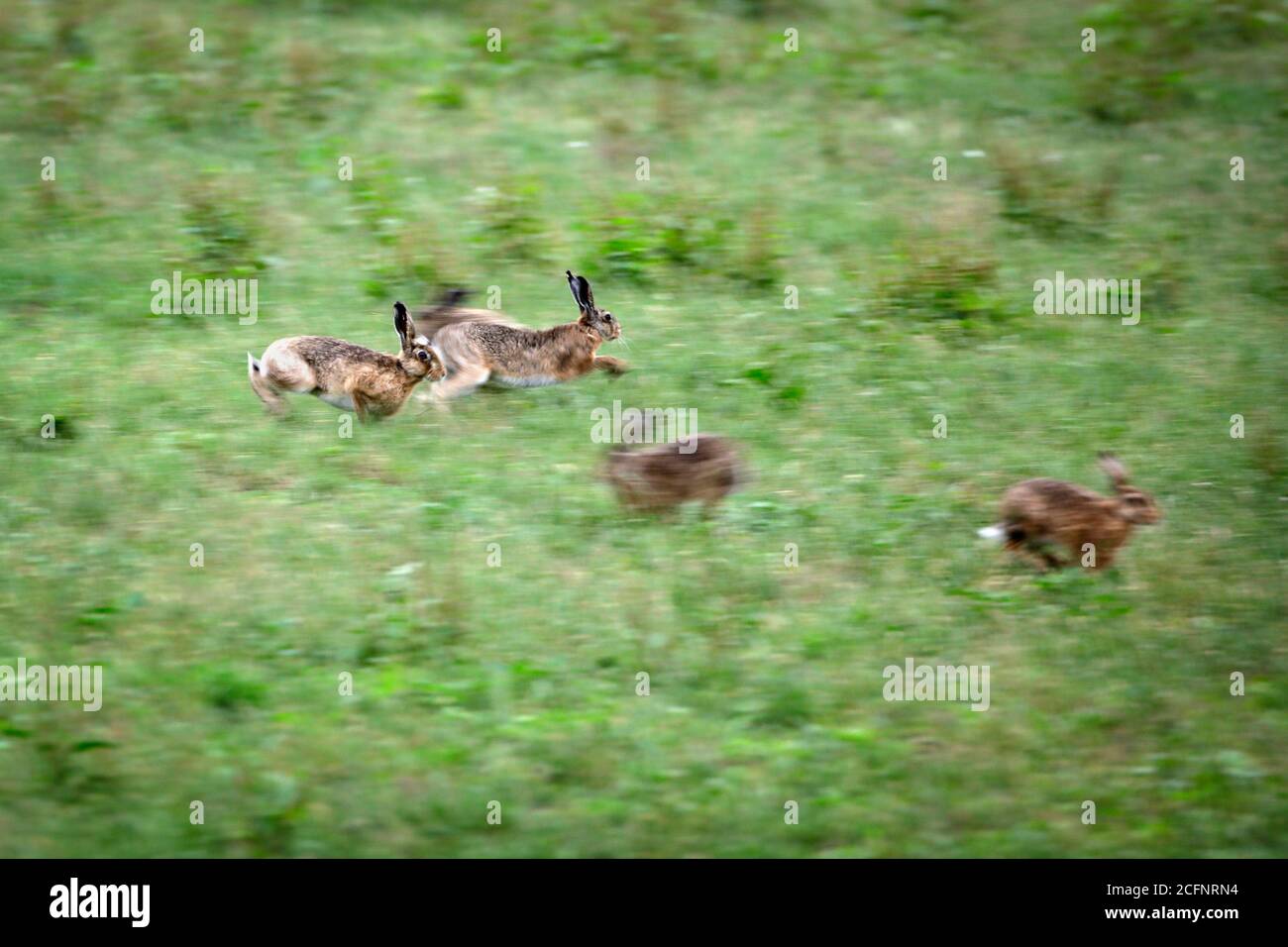 Niederlande, 's-Graveland, Landgut Hilverbeek. Europäischer Braunhase (Lepus europaeus). Männliche Hasen kämpfen um die Gunst des Weibchens. Stockfoto