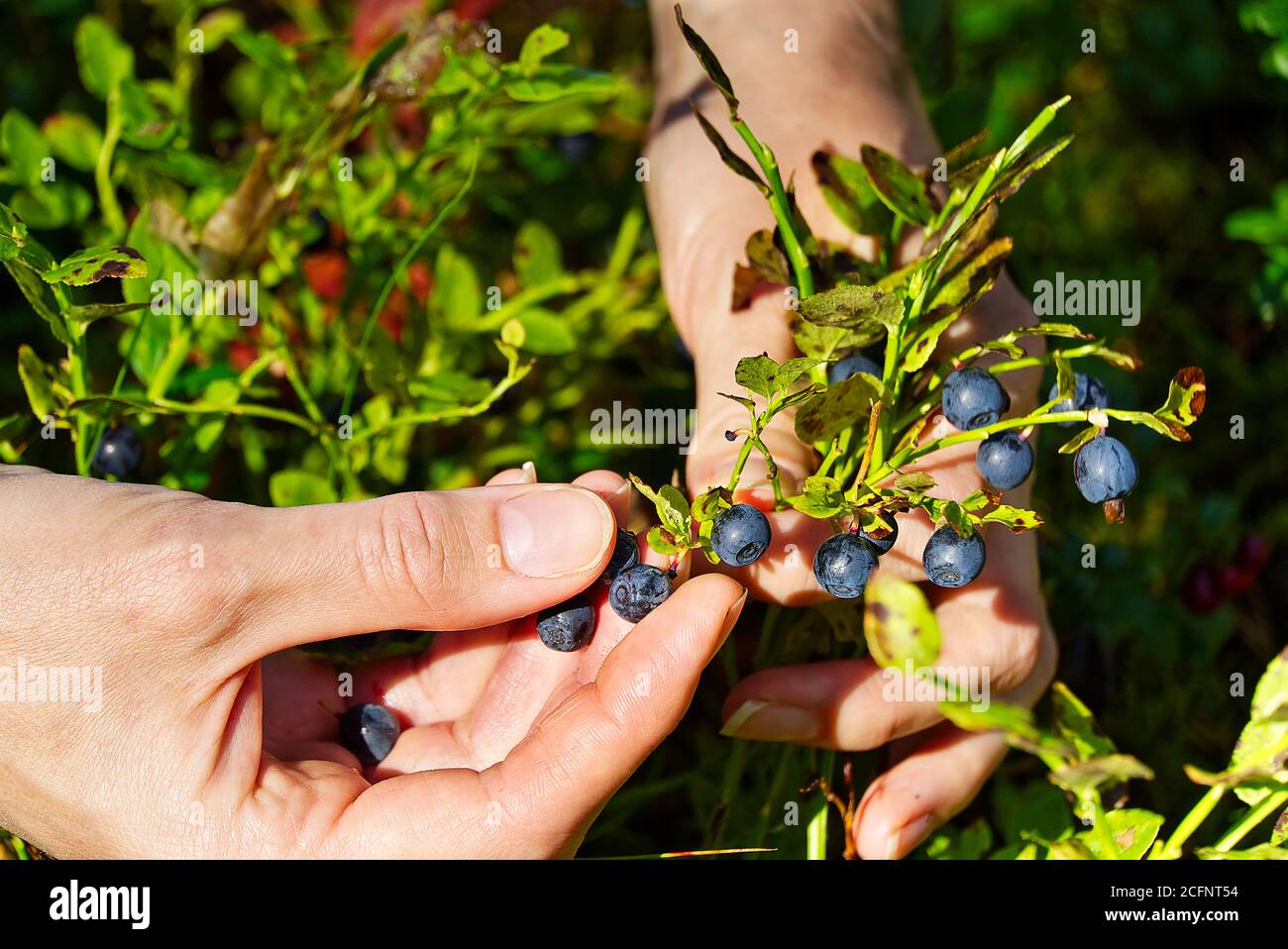 Frau sammelt Bio-Heidelbeeren im Wald. Weibliche Hände sammeln Heidelbeeren im Sommerwald. Frauenhänden mit Blaubeeren befleckt. Stockfoto