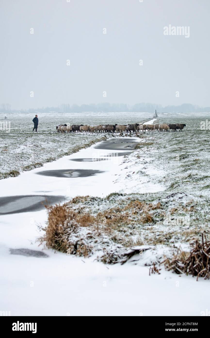 Die Niederlande, Aarlanderveen, Bauer und Schafe im Schnee. Winter. Stockfoto