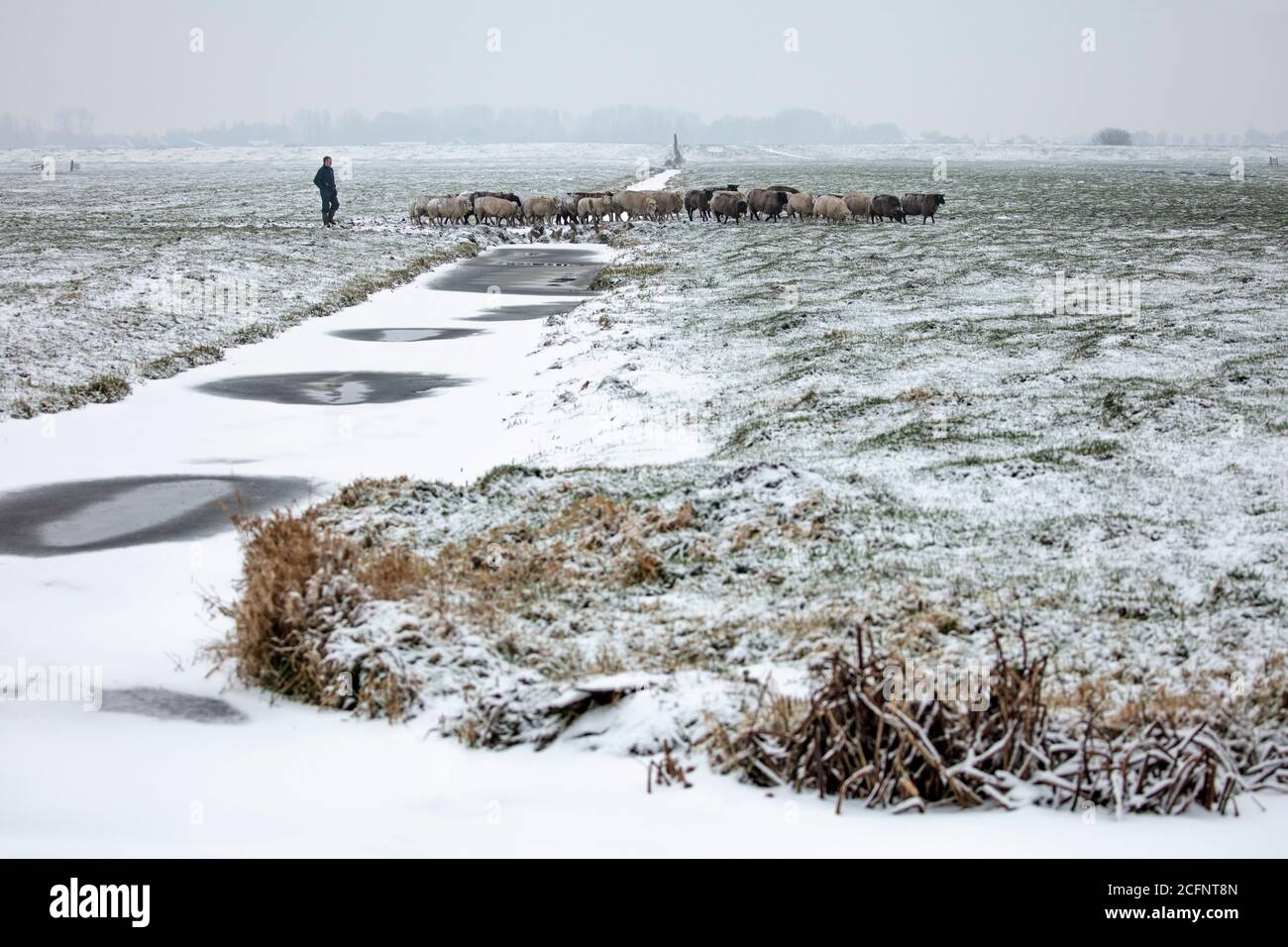 Die Niederlande, Aarlanderveen, Bauer und Schafe im Schnee. Winter. Stockfoto
