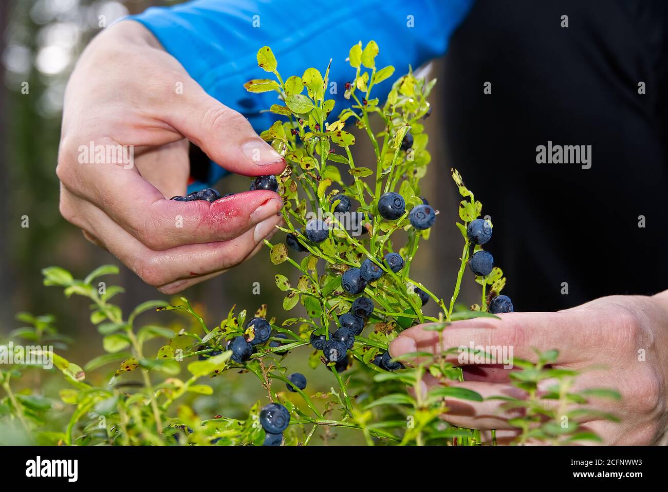 Frau sammelt Bio-Heidelbeeren im Wald. Weibliche Hände sammeln Heidelbeeren im Sommerwald. Frauenhänden mit Blaubeeren befleckt. Stockfoto