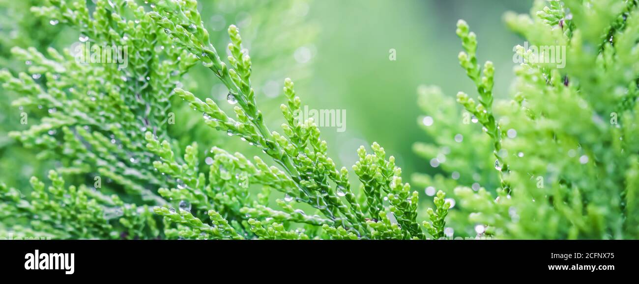 Nahaufnahme grüne Blätter von immergrünen Nadelbaum Lawson Cypress oder Chamaecyparis lawsoniana nach dem Regen. Extremes Bokeh mit Lichtreflexion. Macr Stockfoto