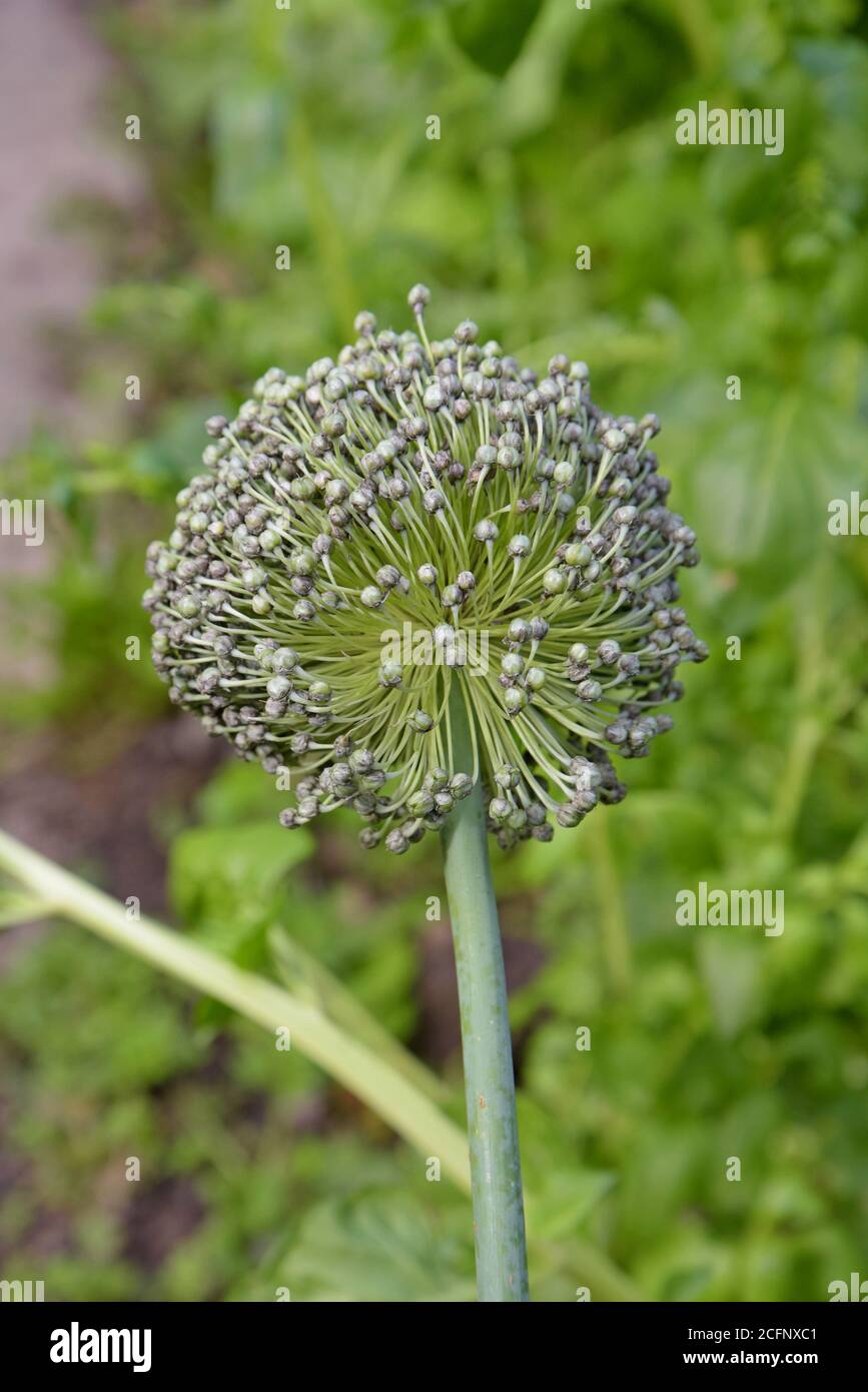 Eine Mussleborough Lauch Pflanze, die in einem Shropshire Samen Garten Stockfoto