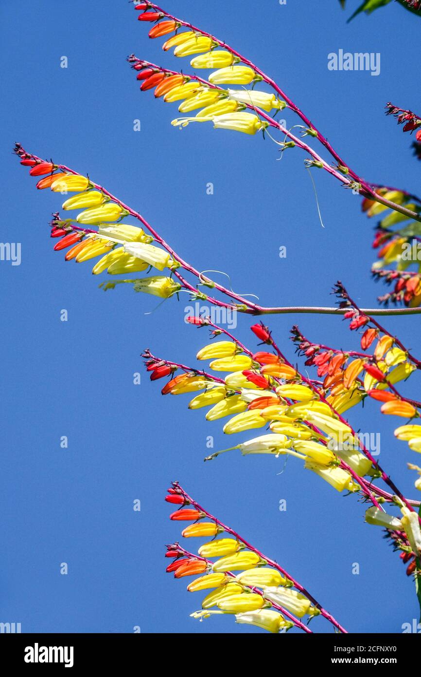 Ipomoea lobata Spanische Flagge Ipomoea versicolor. Feuerwerkskörper Rebe blauen Himmel Hintergrund Stockfoto