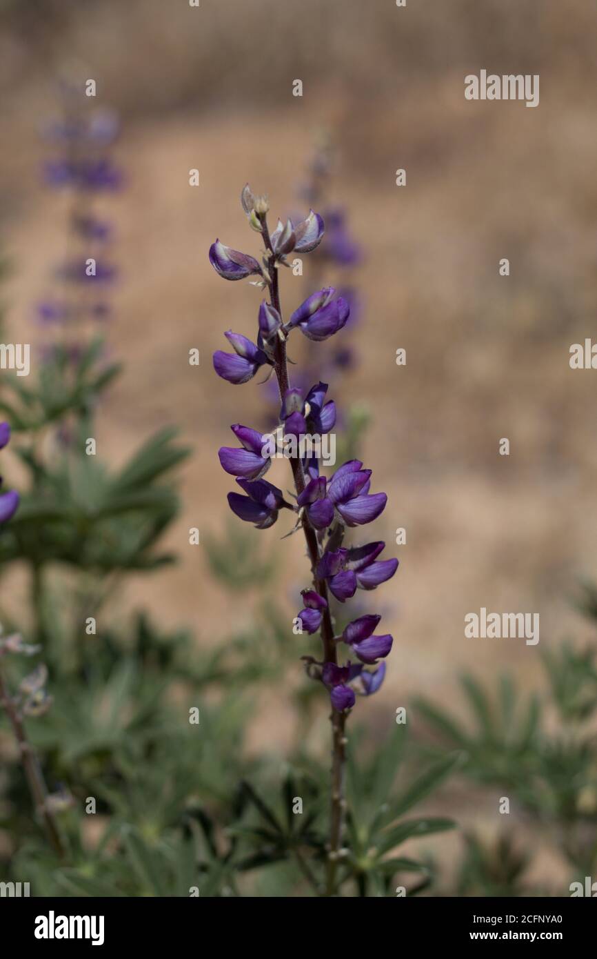 Purple Raceme Blütenstand, Arizona Lupin, Lupinus Arizonicus, Fabaceae, einheimische bisexuelle jährlich, Joshua Tree National Park, Southern Mojave Desert. Stockfoto