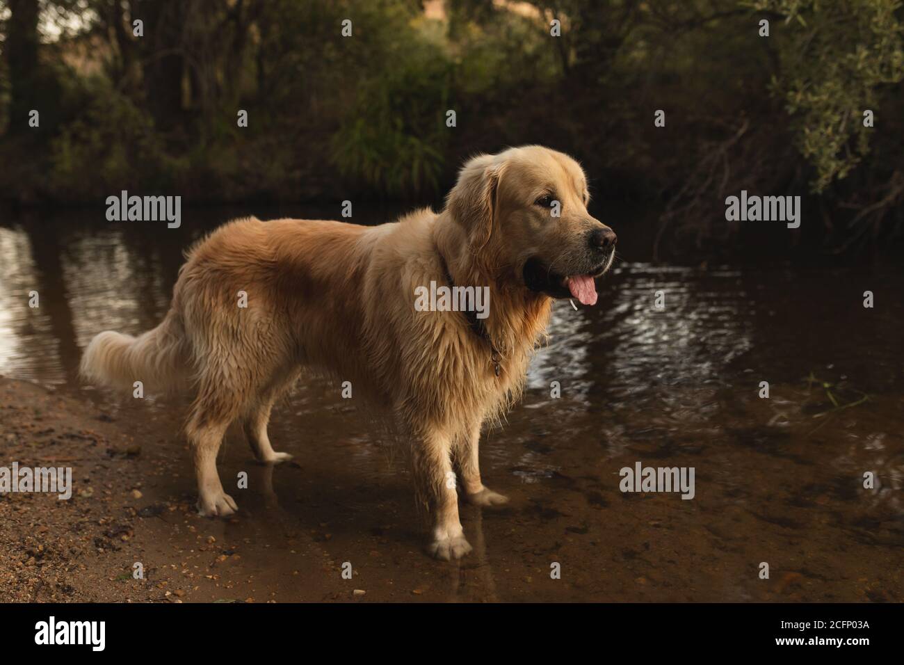Ein niedlicher Hund mit Zunge aus im Fluss stehen Stockfoto