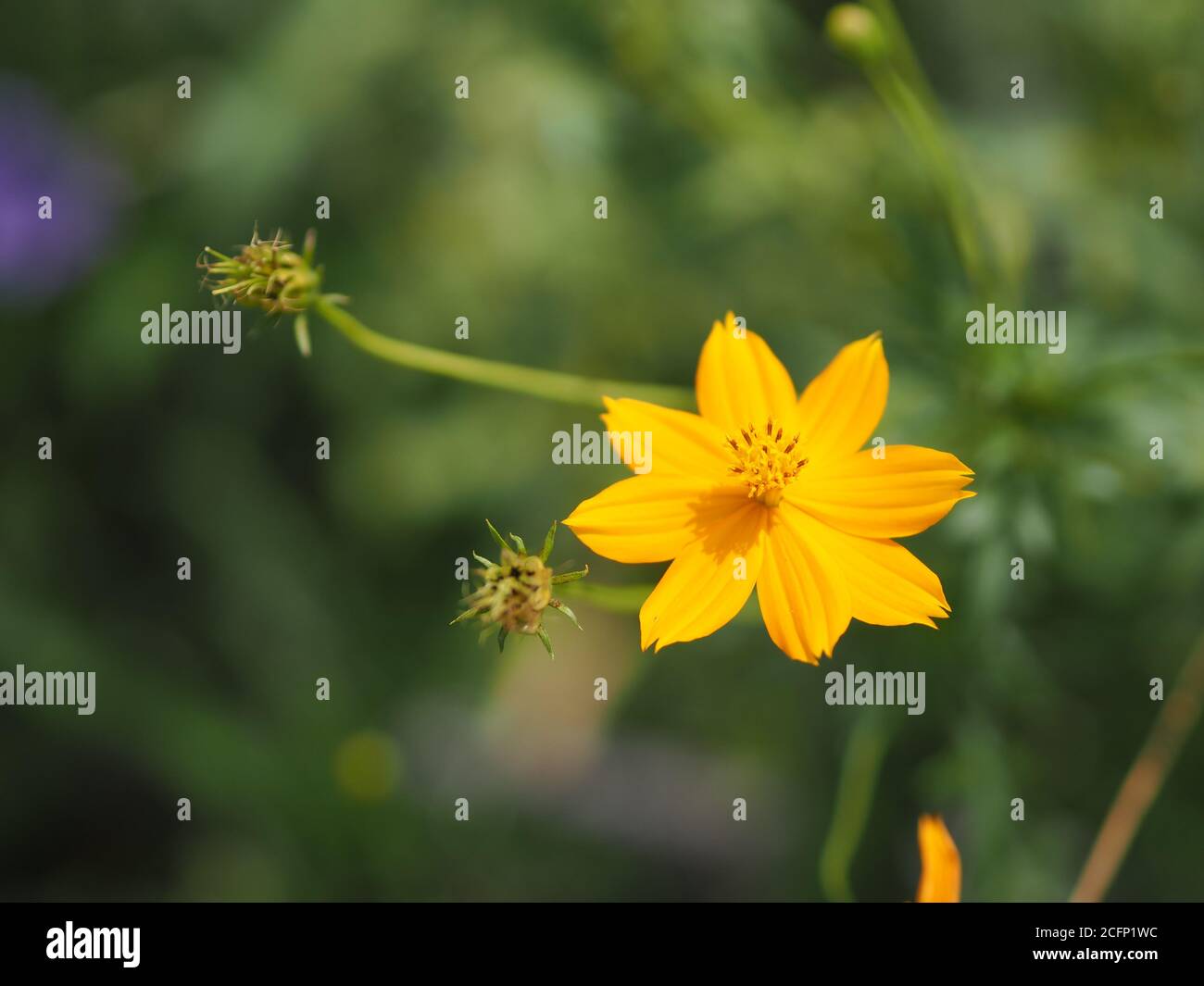Afrikanische Ringelblume, Amerikaner, Azteken, Big Ringelblume Wissenschaftlicher Name Tagetes erecta gelbe Blume blüht im Garten Natur Hintergrund Stockfoto
