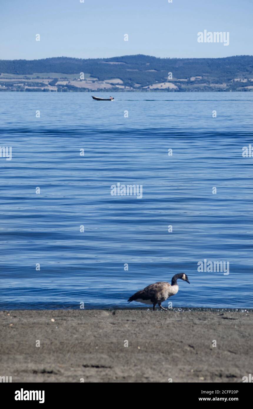 Wildgans am Ufer des bolsena-Sees, italien Stockfoto