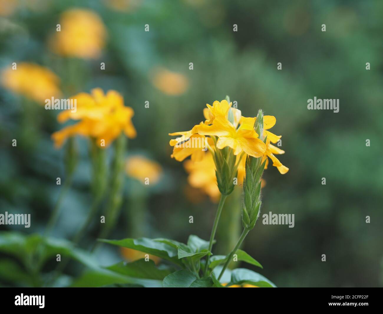 Gelbe Blume Aphelandra crossandra, Acanthaceae Familie blüht im Garten auf verschwommenem Natur Hintergrund Stockfoto