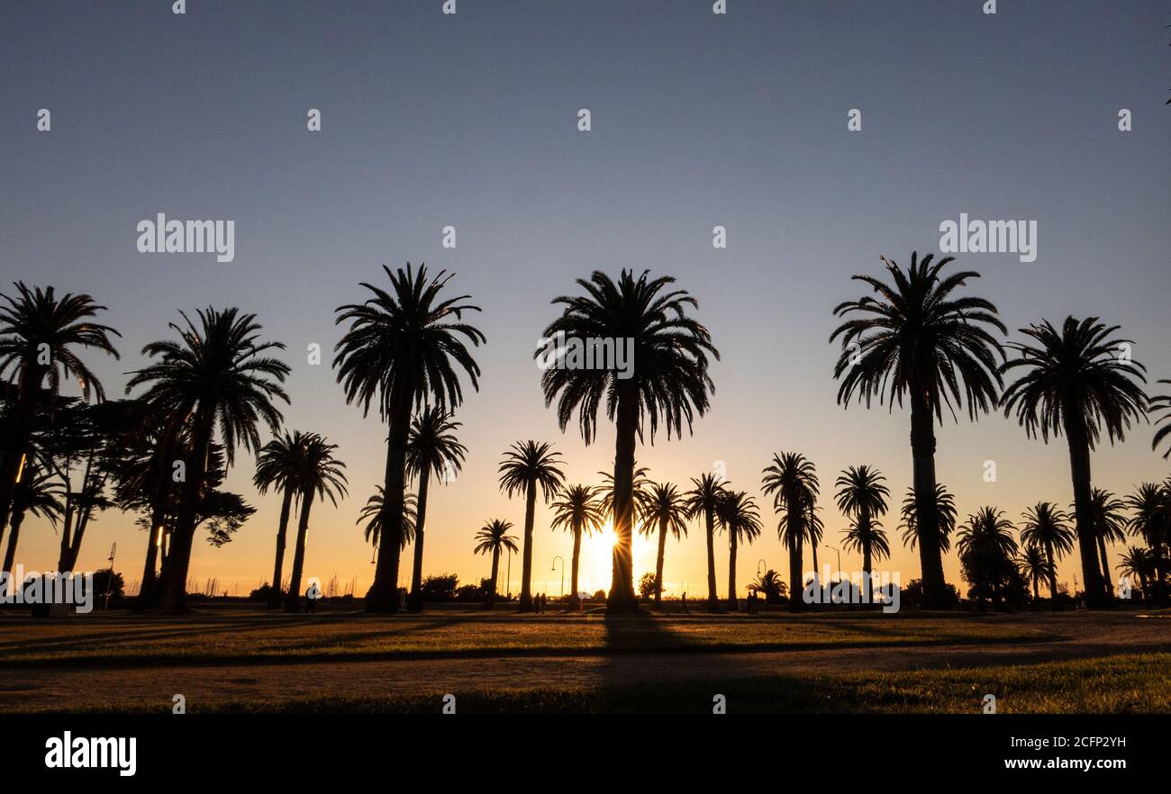 Melbourne Australien. Szenen des täglichen Lebens in Melbourne Australien. Sonnenuntergang durch die Palmen in St. Kilda. Stockfoto