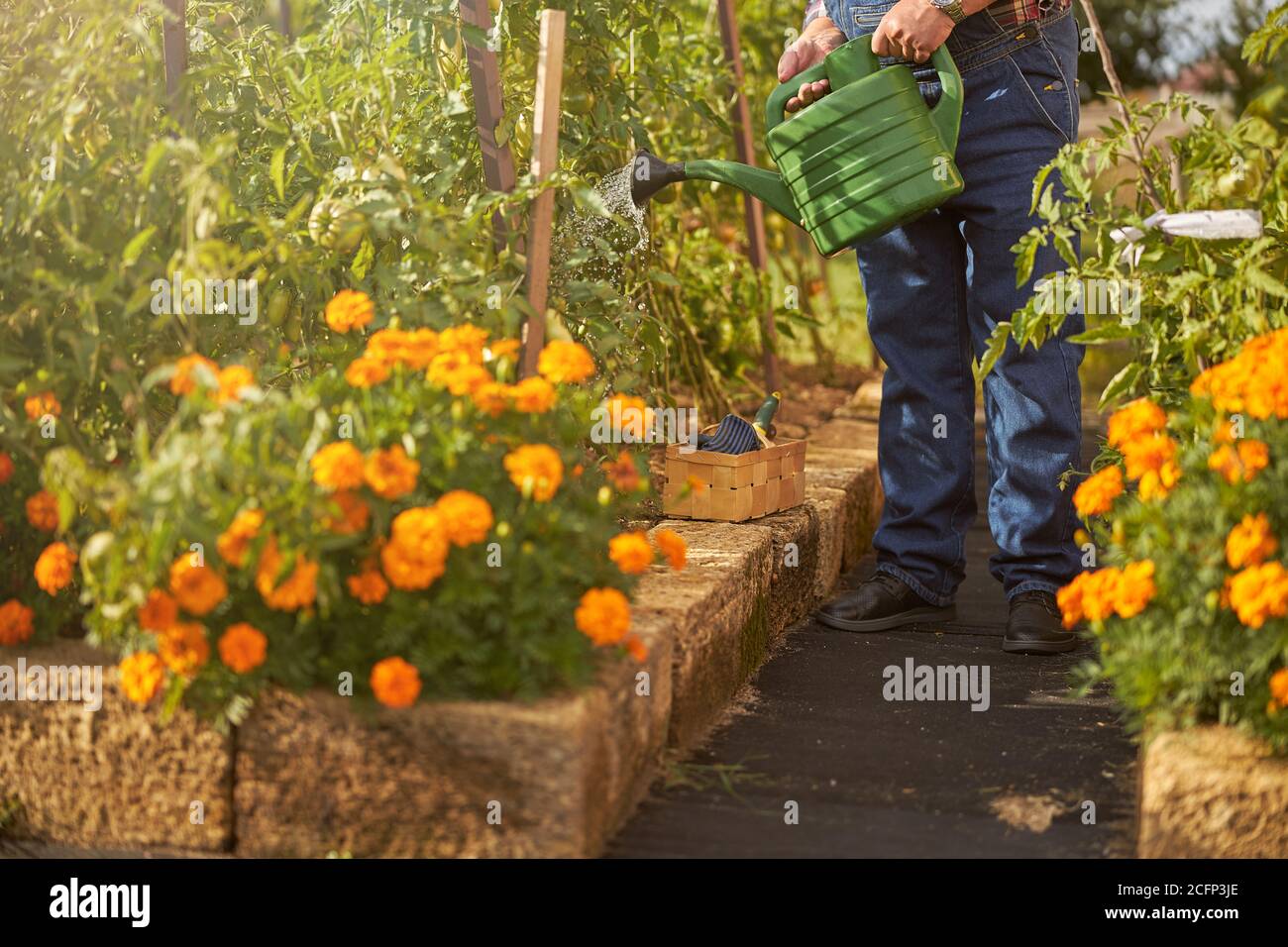 Fleißiger Gärtner gießt Pflanzen in seinem Garten Stockfoto