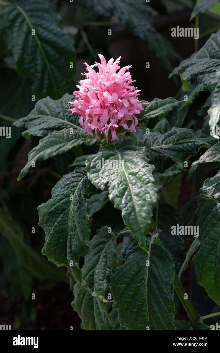 Justicia carnea, brasilianische Plume Blume, brasilianische Plume, Flamingo Blume, und jacobinia. Krankenhaus zu weit oder Blut von Jesus. Einzelne rosa Blume Stockfoto