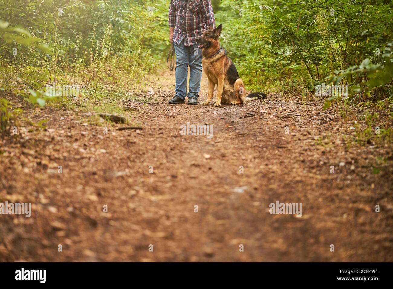 Rüden-Besitzer und ein deutscher Schäferhund genießen den Wald Stockfoto